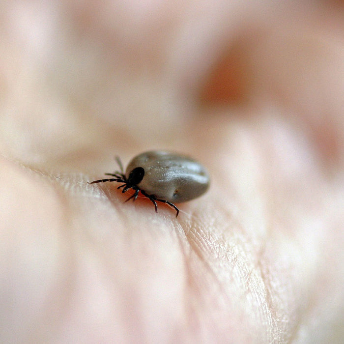 A live tick on the palm of someones hand