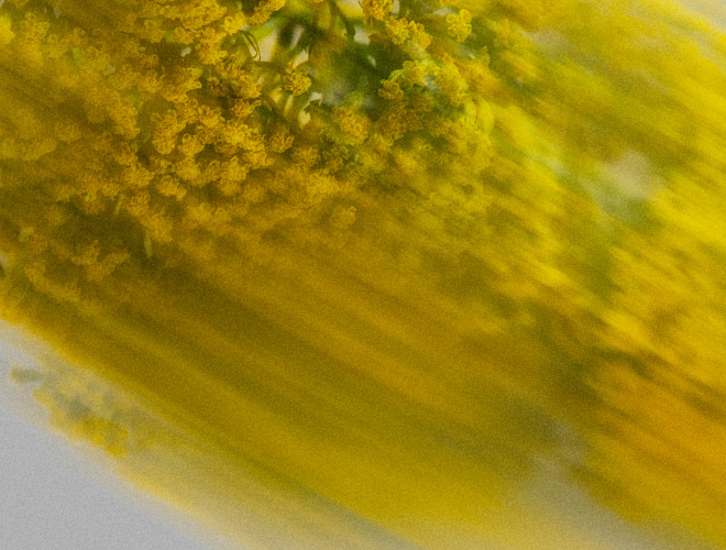 Sensitive Deodorant | Vanilla Coconut